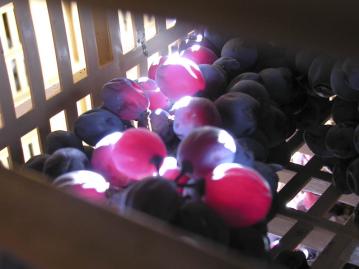 Corvina grapes drying at Antolini