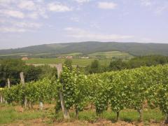 Vlado Krauthaker&amp;#039;s vineyards, Kutjevo