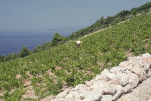 Ernest Tolj&amp;#039;s vineyard at Dingać