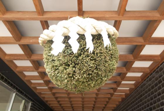 Welcome to Dewazakura - sugidama from Japanese cedar