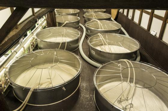 Sake fermenting