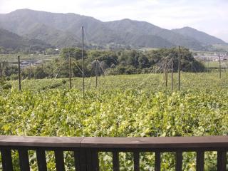 Koshu growing in Yamanashi