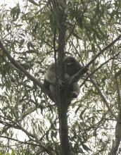 In the trees outside Barratt